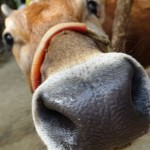 Навадвип Дхам Парикрама 2016. Шри Чайтанья Сарасват Матх