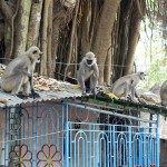 Навадвип Дхам Парикрама 2016. Шри Чайтанья Сарасват Матх