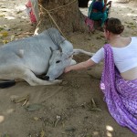 Навадвип Дхам Парикрама 2016. Шри Чайтанья Сарасват Матх