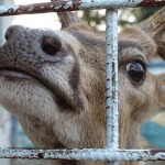 Навадвип Дхам Парикрама 2016. Шри Чайтанья Сарасват Матх