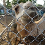 Навадвип Дхам Парикрама 2016. Шри Чайтанья Сарасват Матх